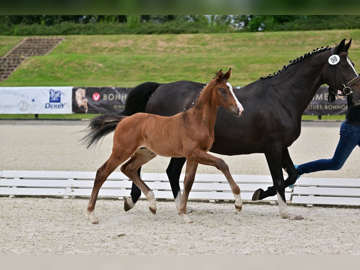 Caballo de deporte alemán Semental Potro (05/2024) Castaño oscuro in Werder