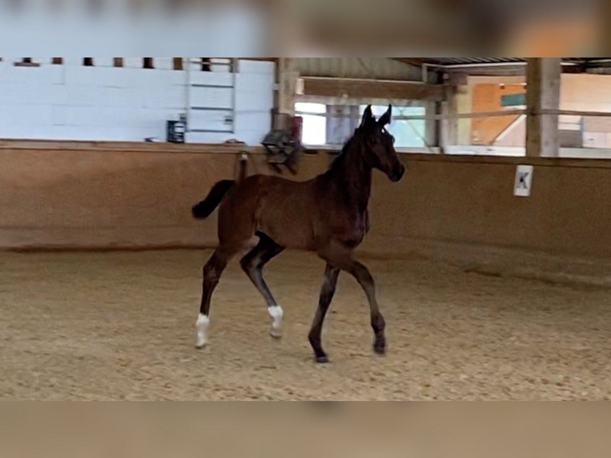 Caballo de deporte alemán Semental Potro (05/2024) Castaño oscuro in Dettighofen