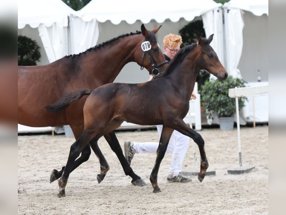 Caballo de deporte alemán Semental Potro (04/2025) Castaño oscuro in Fronhofen