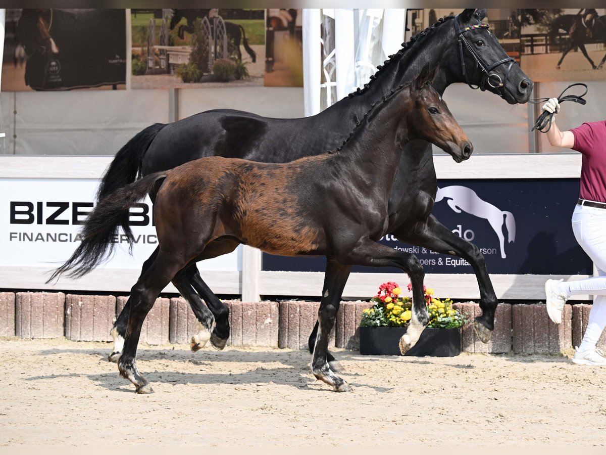 Caballo de deporte alemán Semental Potro (03/2025) Castaño oscuro in Gomadingen