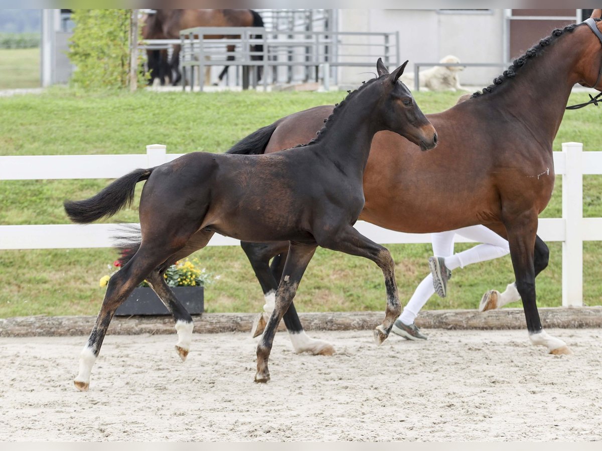 Caballo de deporte alemán Semental Potro (03/2025) Castaño oscuro in Gomadingen