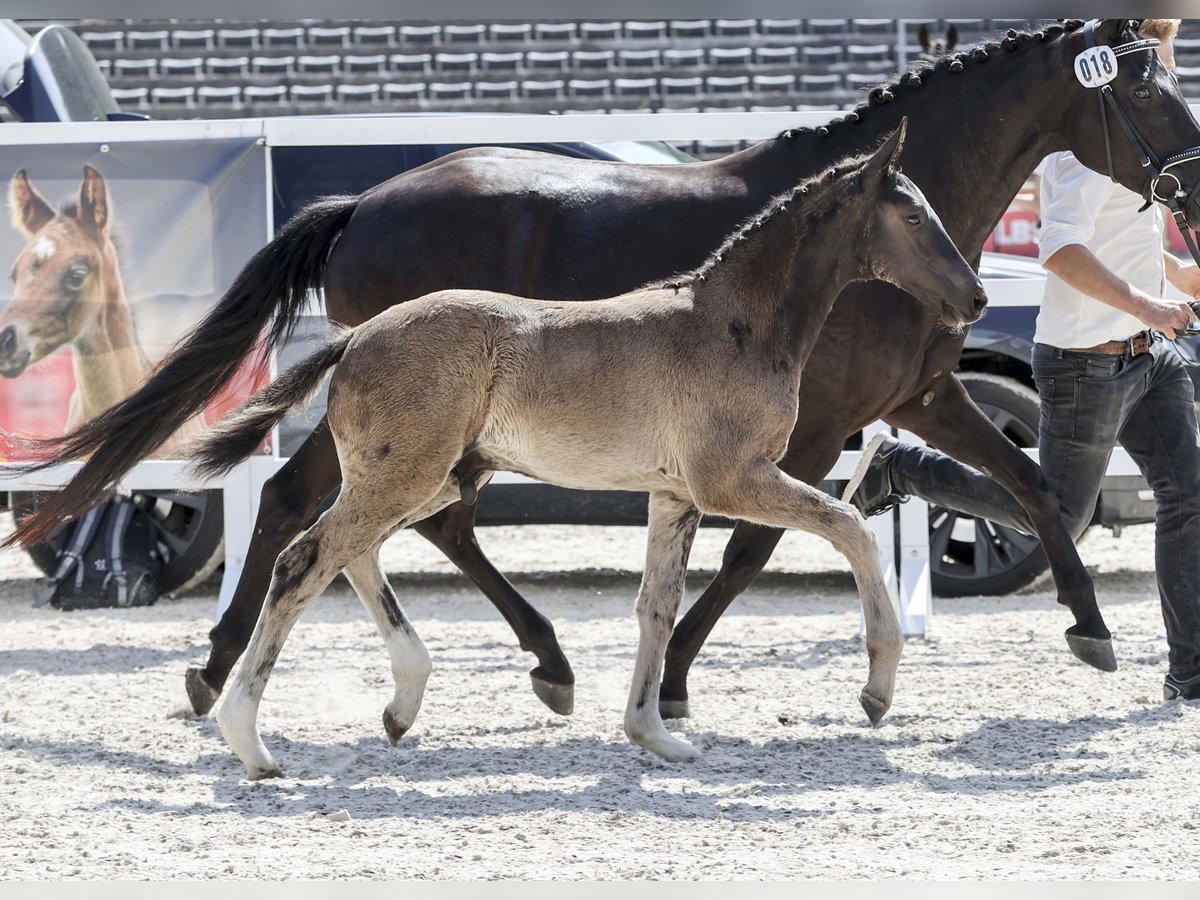 Caballo de deporte alemán Semental Potro (04/2025) Morcillo in Gomadingen