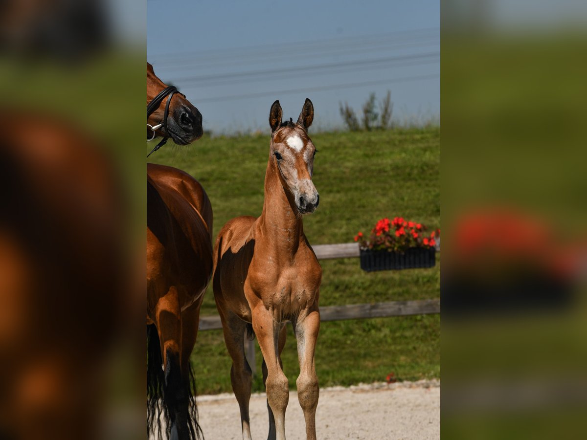 Caballo de deporte alemán Semental Potro (05/2025) Musgo in Tittmoning