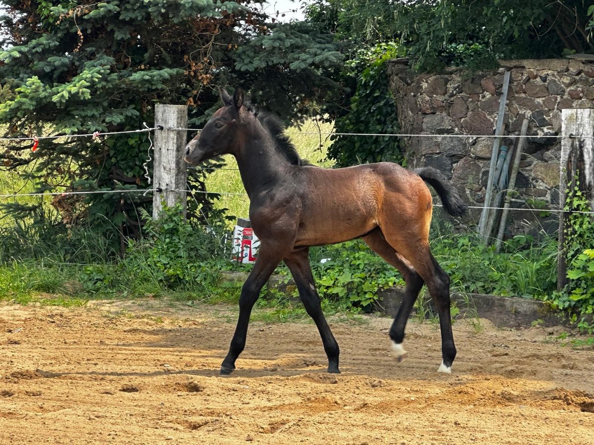 Caballo de deporte alemán Semental Potro (05/2025) Musgo in M&#xF6;ckern Ziepel