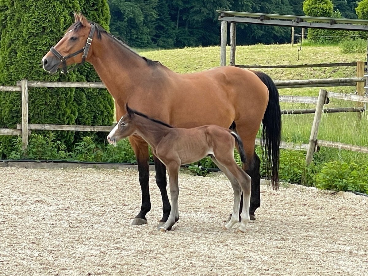 Caballo de deporte alemán Semental Potro (05/2024) Musgo marrón in Wangen im Allgäu