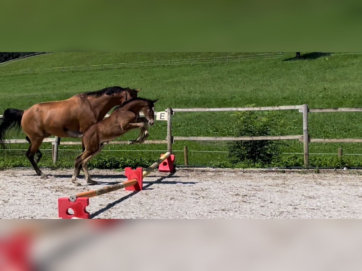 Caballo de deporte alemán Semental Potro (05/2024) Musgo marrón in Wangen im Allgäu