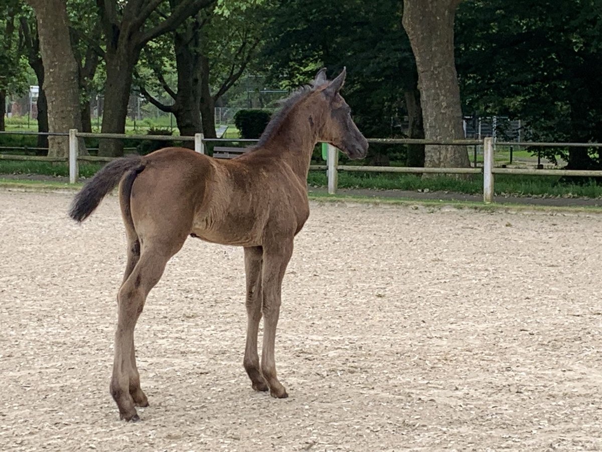 Caballo de deporte alemán Semental Potro (04/2024) Negro in Oberhausen