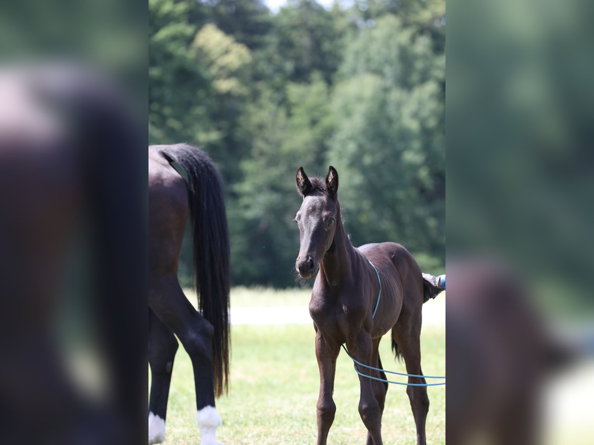 Caballo de deporte alemán Semental  Negro in Postm&#xFC;nster