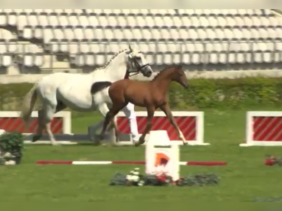 Caballo de deporte alemán Semental  Tordo in Möckern