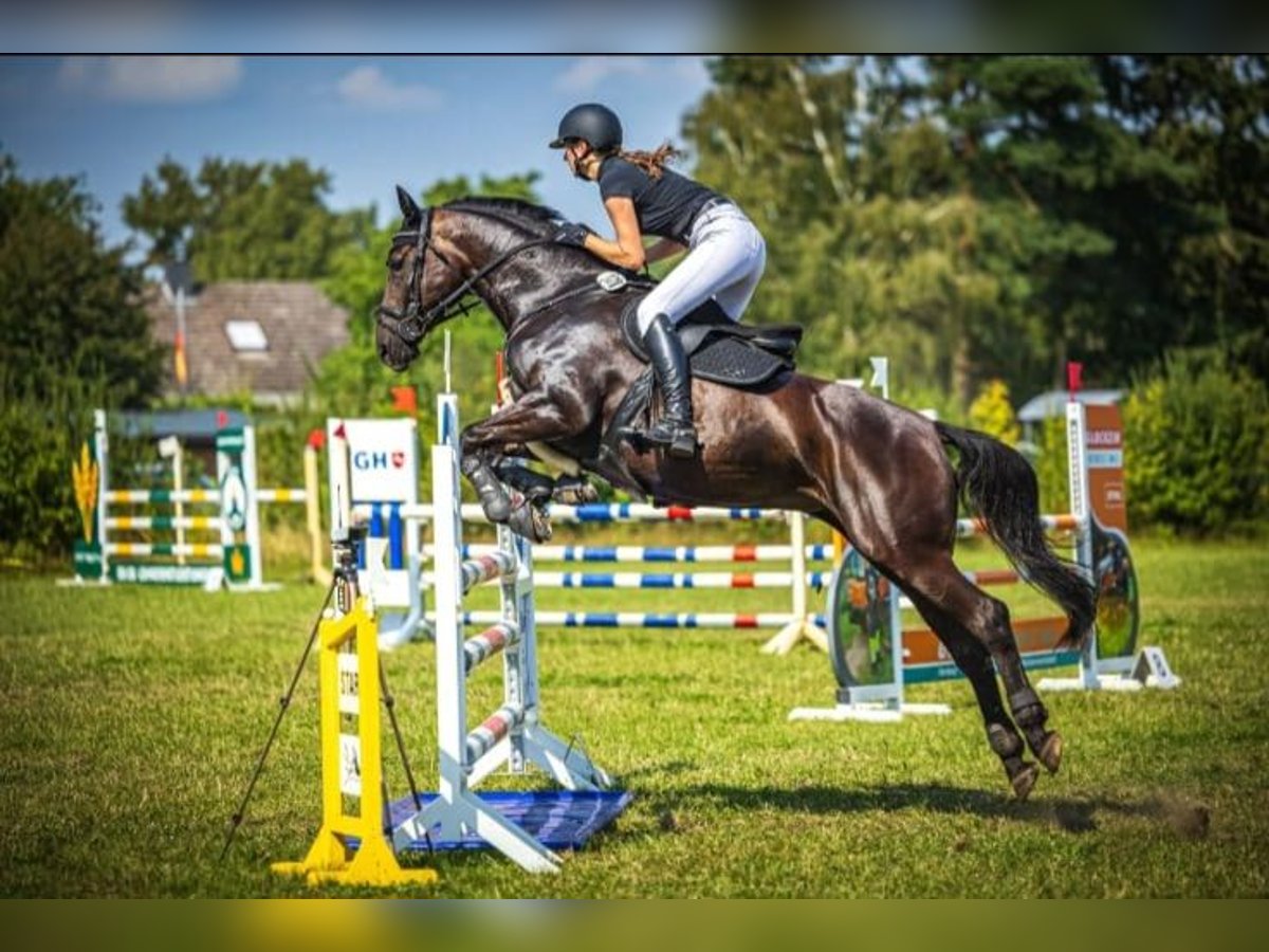 Caballo de deporte alemán Yegua 10 años 165 cm Castaño oscuro in Handorf