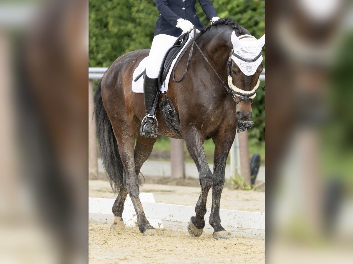 Caballo de deporte alemán Yegua 10 años 165 cm Morcillo in Winnenden