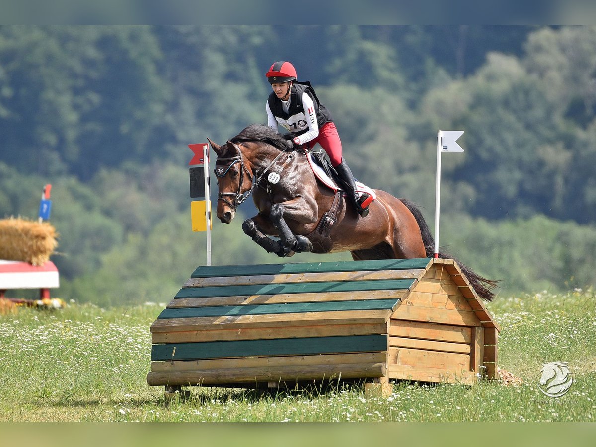 Caballo de deporte alemán Yegua 10 años 166 cm Castaño in Oberwaltersdorf