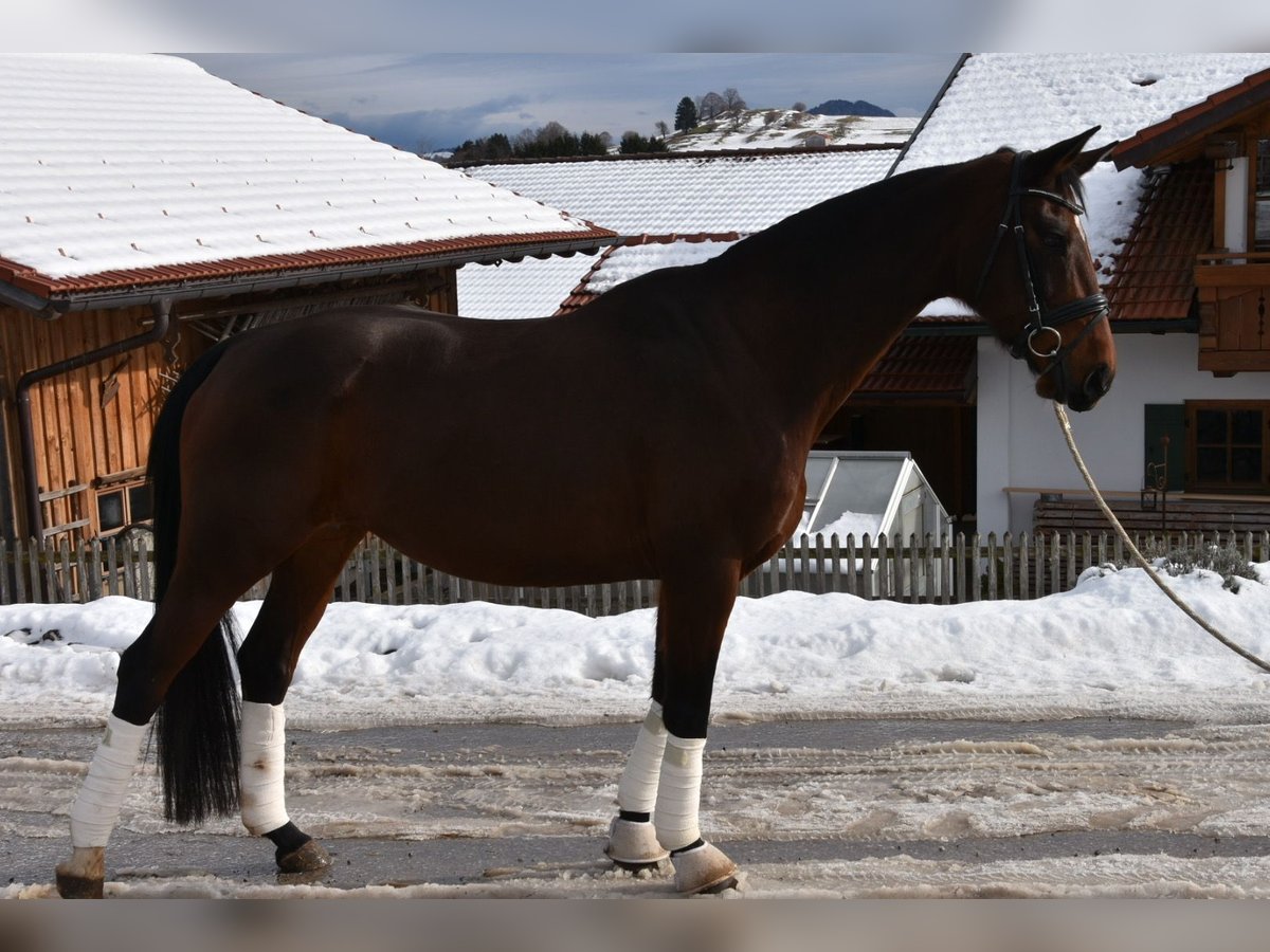 Caballo de deporte alemán Yegua 10 años 169 cm Castaño in Halblech