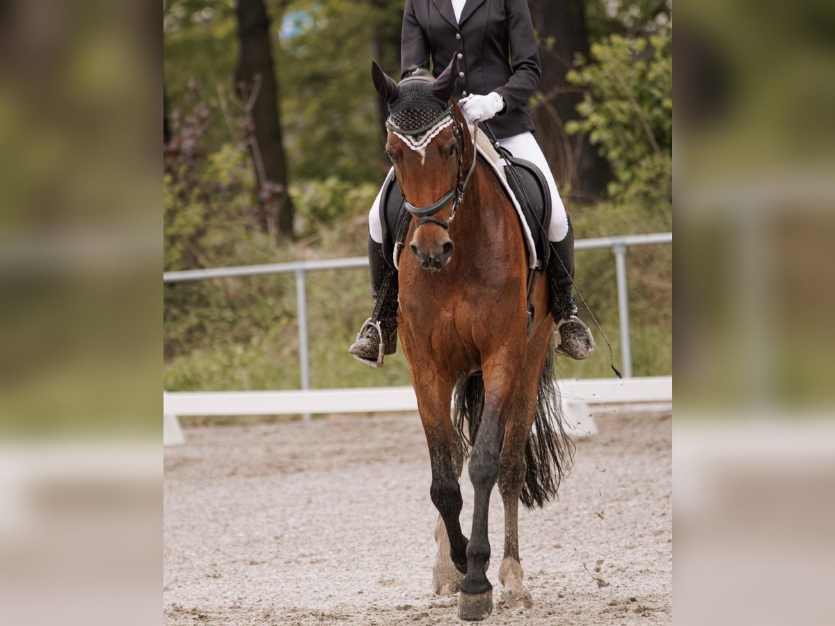 Caballo de deporte alemán Yegua 10 años 170 cm Castaño in Sohland am Rotstein