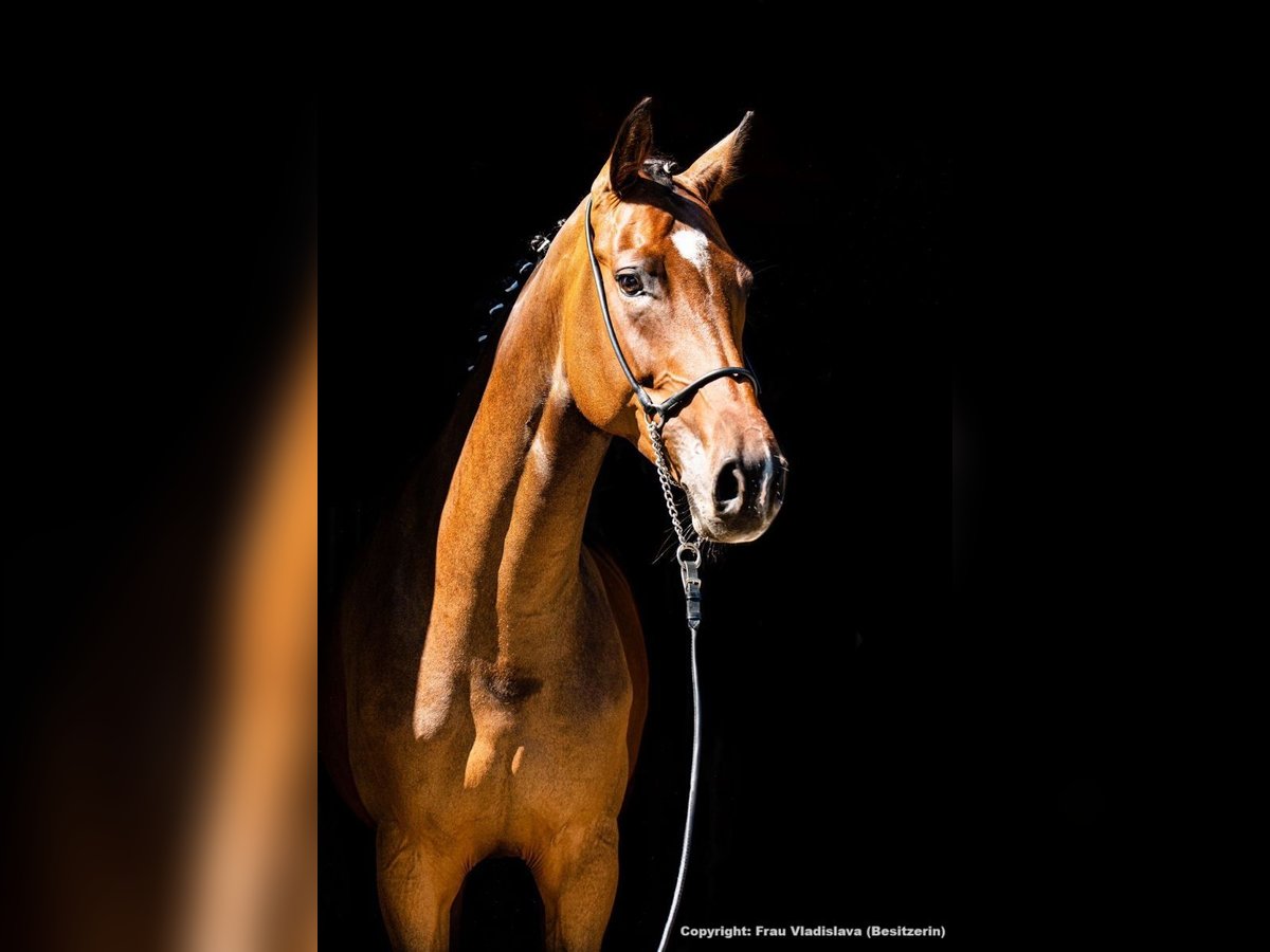 Caballo de deporte alemán Yegua 10 años 172 cm Castaño oscuro in Rietz &#8211; Neuendorf