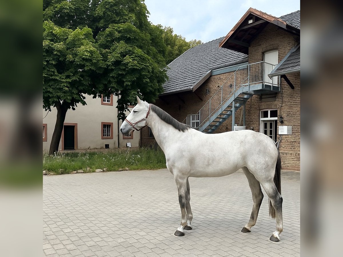 Caballo de deporte alemán Yegua 10 años 173 cm Porcelana in Nieder-Olm