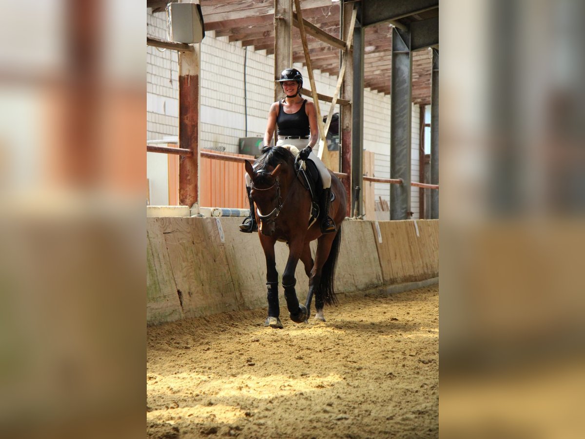 Caballo de deporte alemán Yegua 10 años 174 cm Castaño in Welver