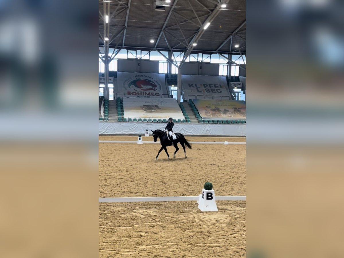 Caballo de deporte alemán Yegua 10 años 177 cm Negro in Seeshaupt