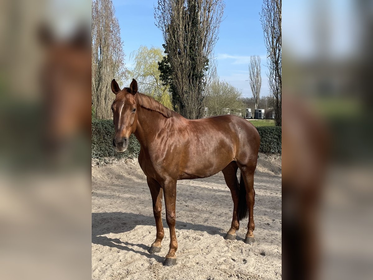 Caballo de deporte alemán Yegua 10 años Alazán-tostado in Gräben