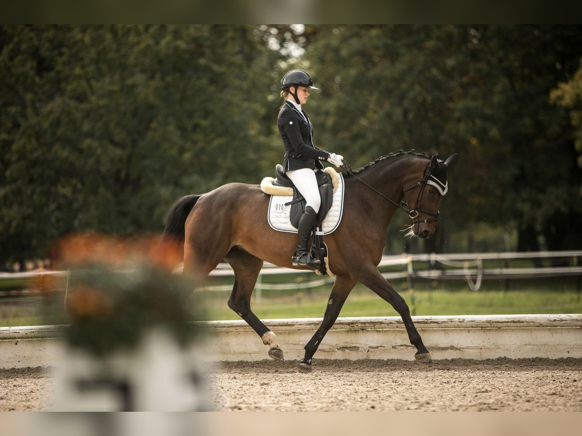 Caballo de deporte alemán Yegua 11 años 168 cm Castaño in G&#xF6;ppingen