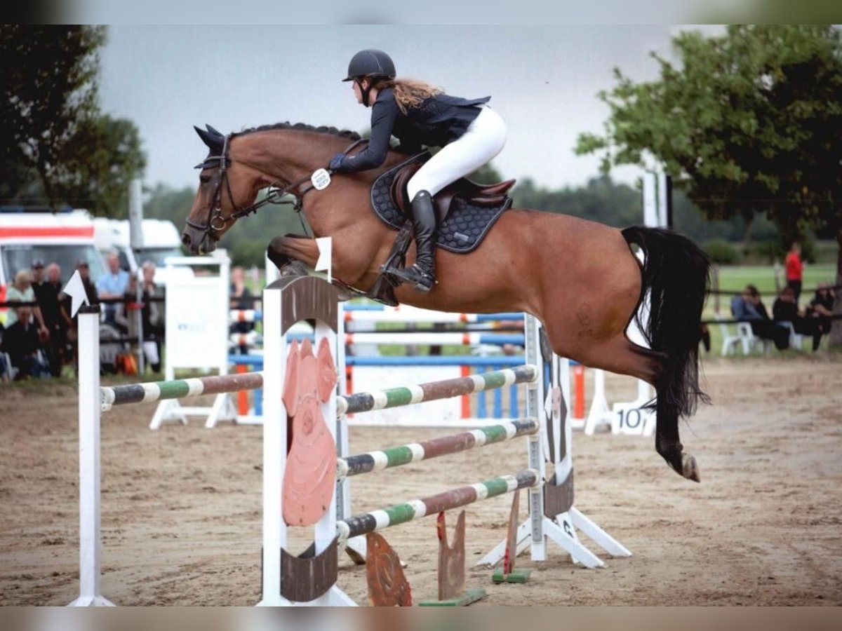 Caballo de deporte alemán Yegua 11 años 169 cm Castaño in Vechta