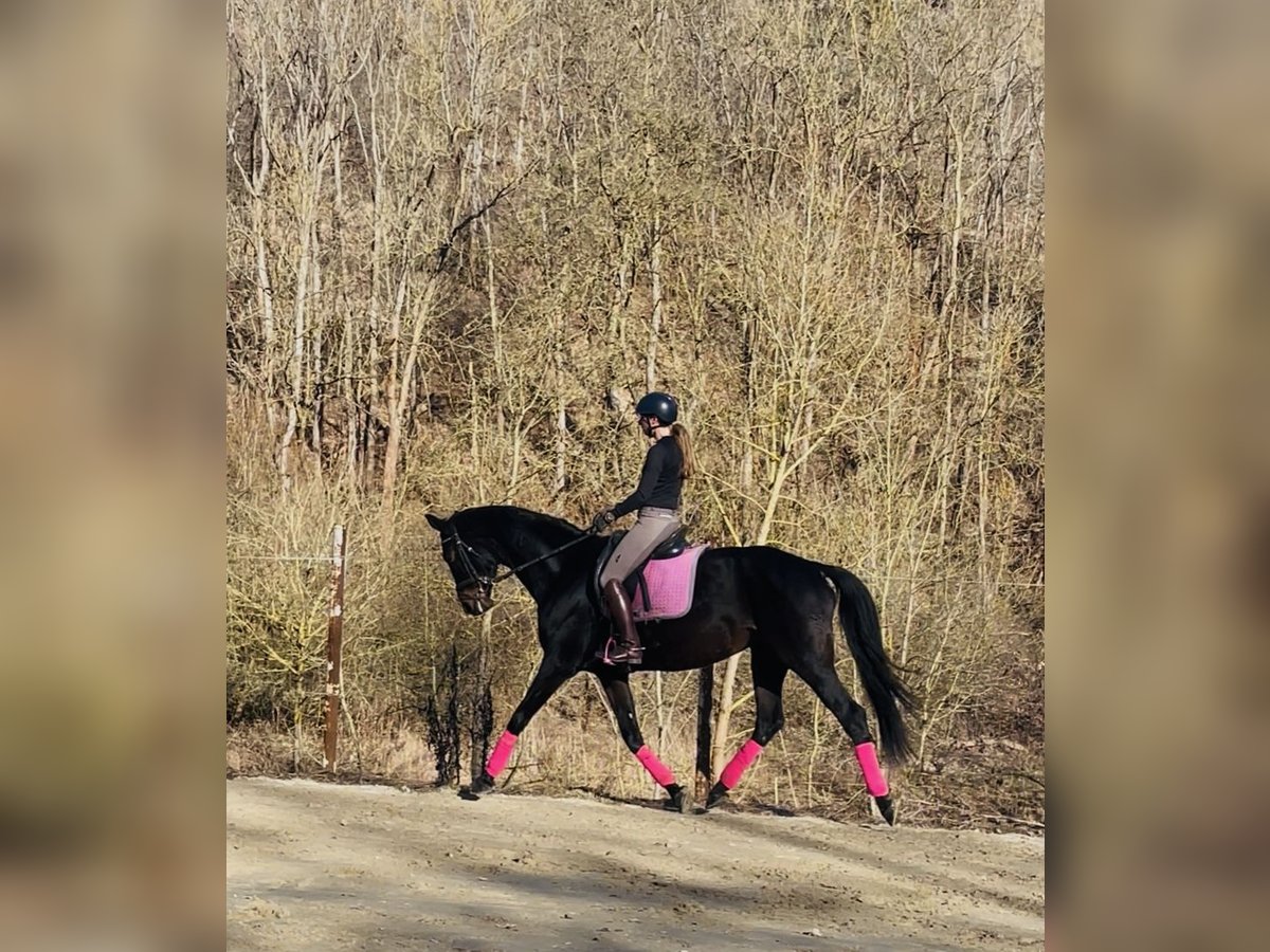 Caballo de deporte alemán Yegua 11 años 170 cm Morcillo in Hetschburg