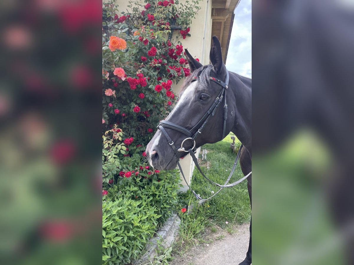 Caballo de deporte alemán Yegua 12 años 165 cm Morcillo in Schweitenkirchen