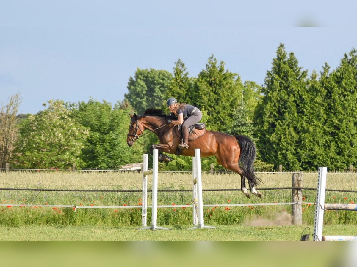 Caballo de deporte alemán Yegua 12 años 166 cm Castaño oscuro in Breddin