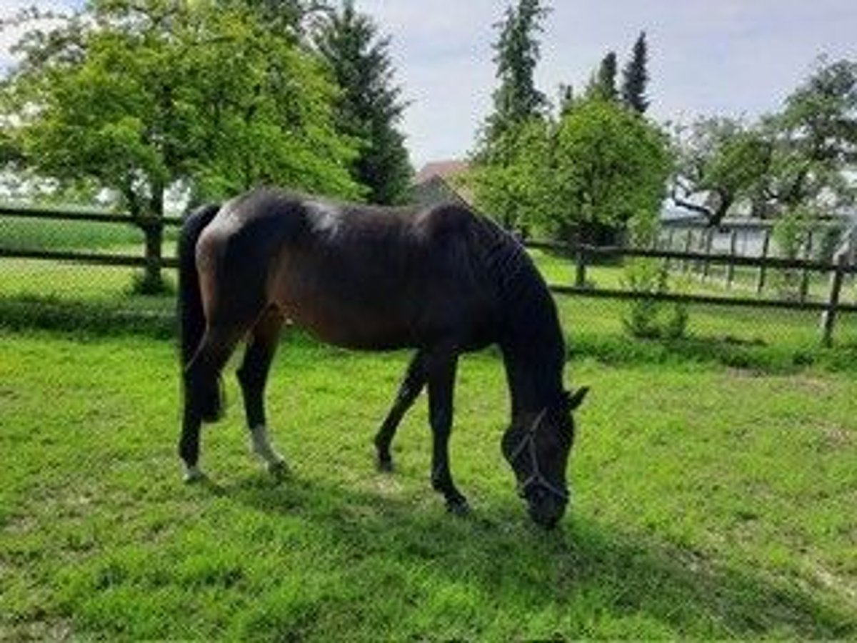 Caballo de deporte alemán Yegua 12 años 171 cm Castaño oscuro in Werther