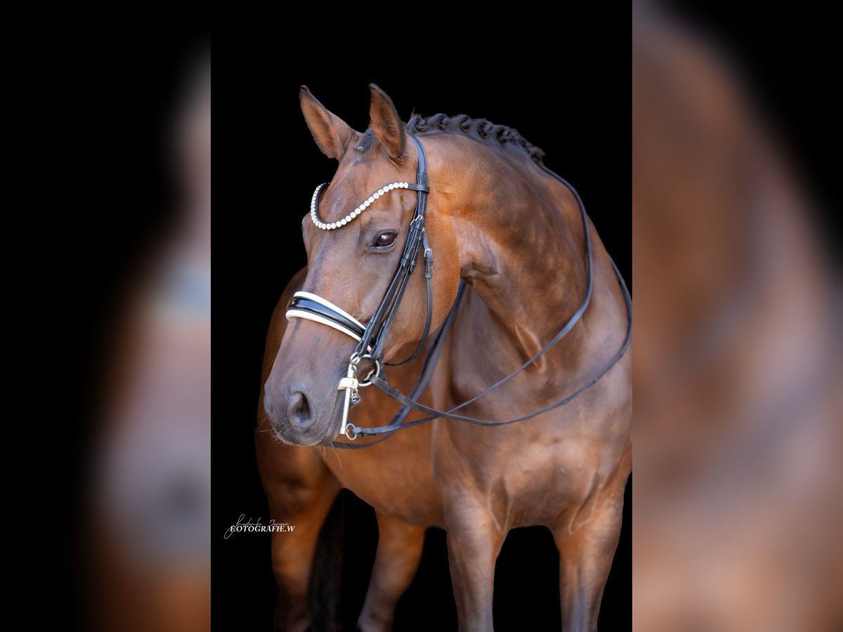 Caballo de deporte alemán Yegua 12 años 172 cm Castaño oscuro in Lehrberg