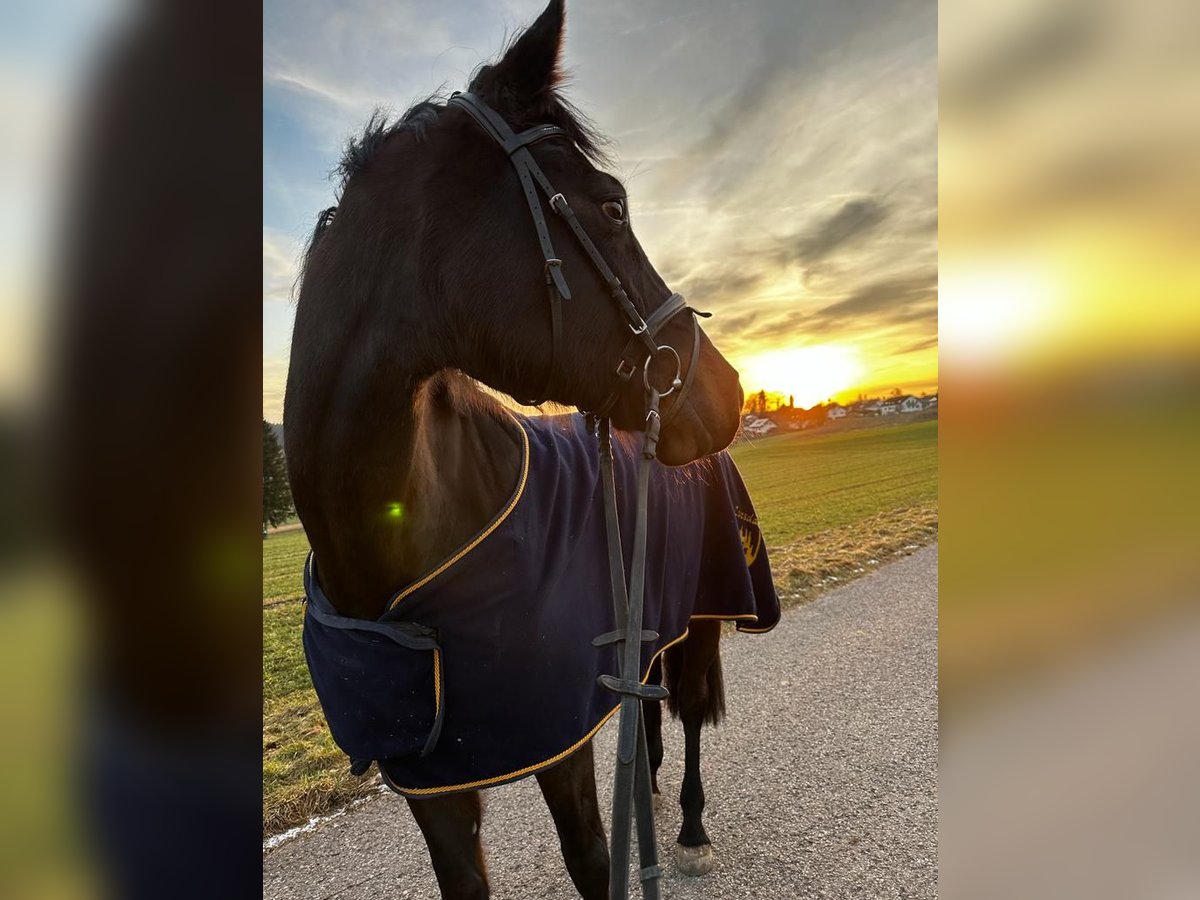 Caballo de deporte alemán Yegua 12 años 173 cm Morcillo in Grömbach