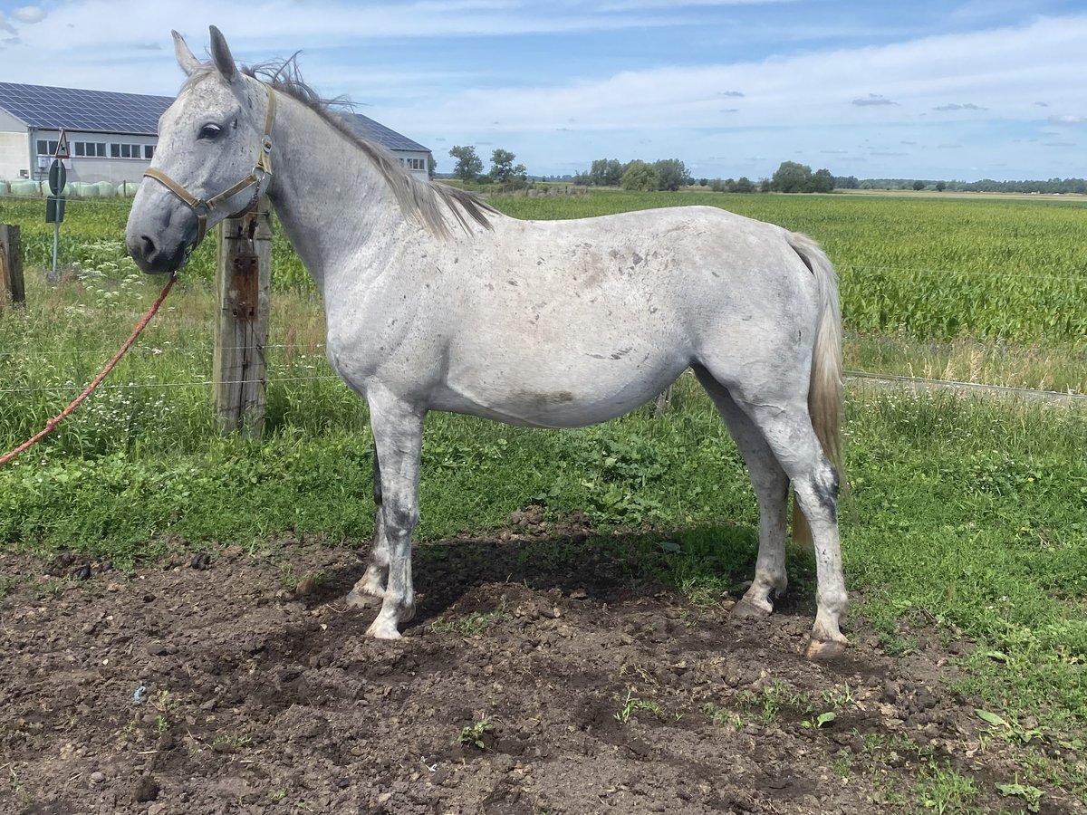 Caballo de deporte alemán Yegua 12 años 174 cm Tordo in Rhinow