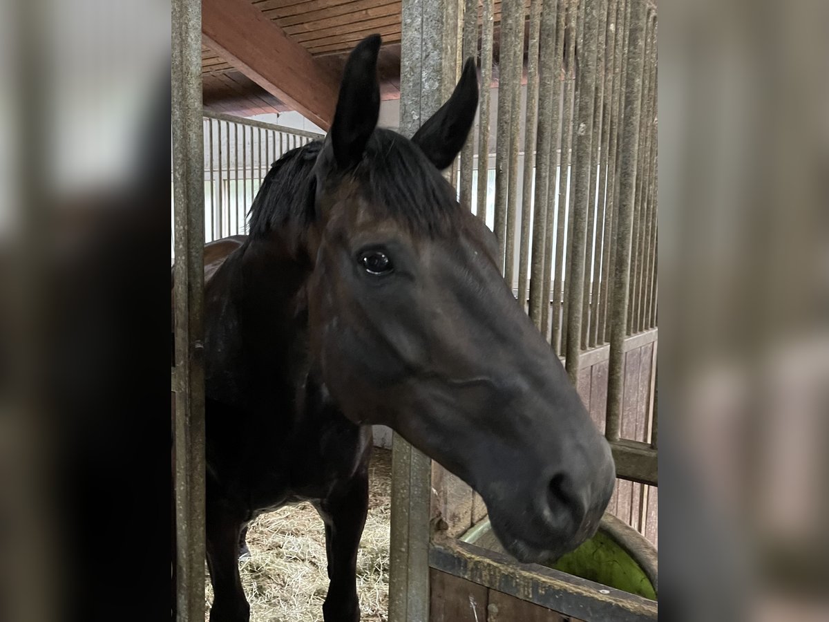 Caballo de deporte alemán Yegua 12 años 176 cm Morcillo in Ravensburg