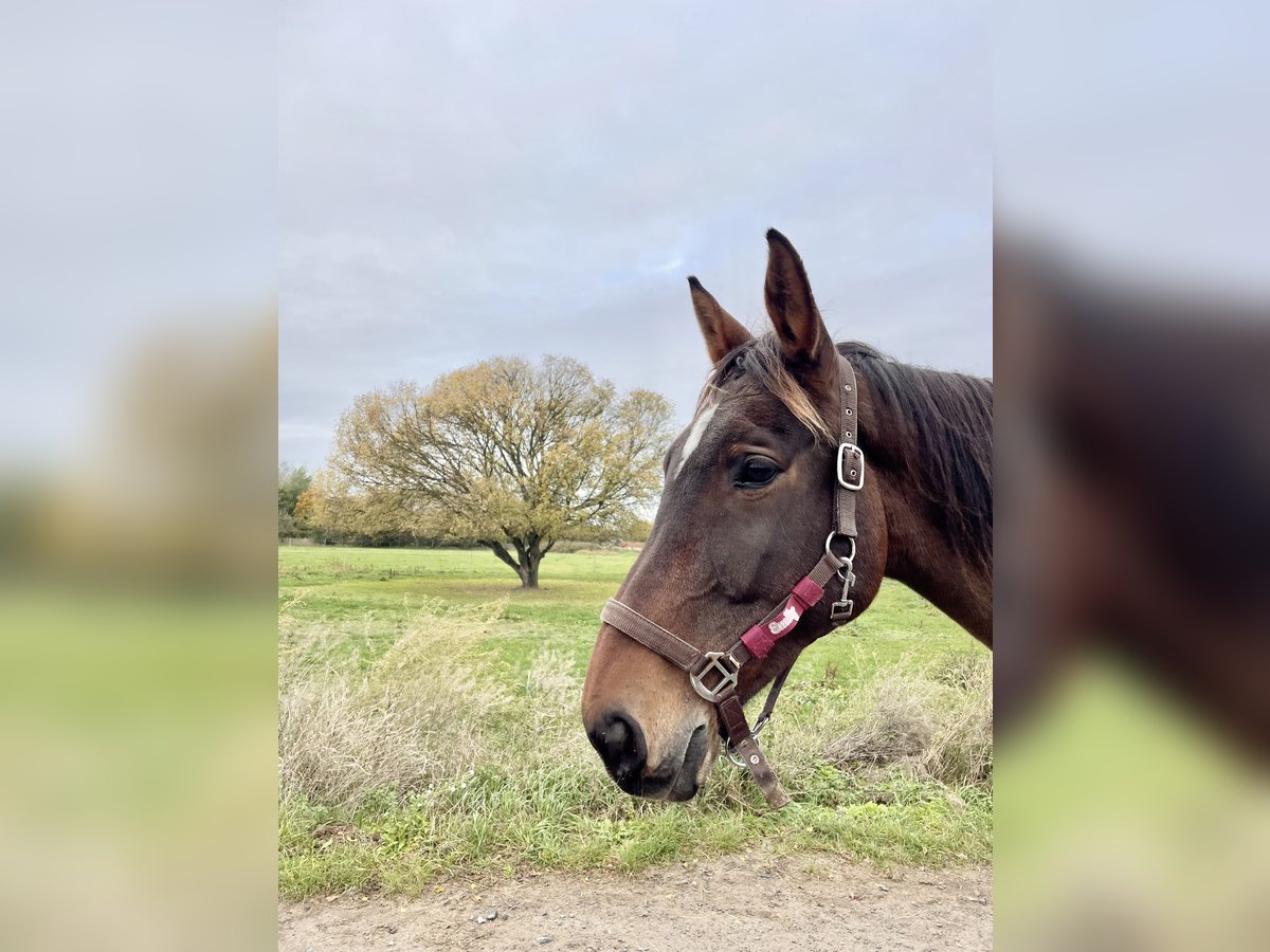 Caballo de deporte alemán Yegua 12 años Castaño in Berlin