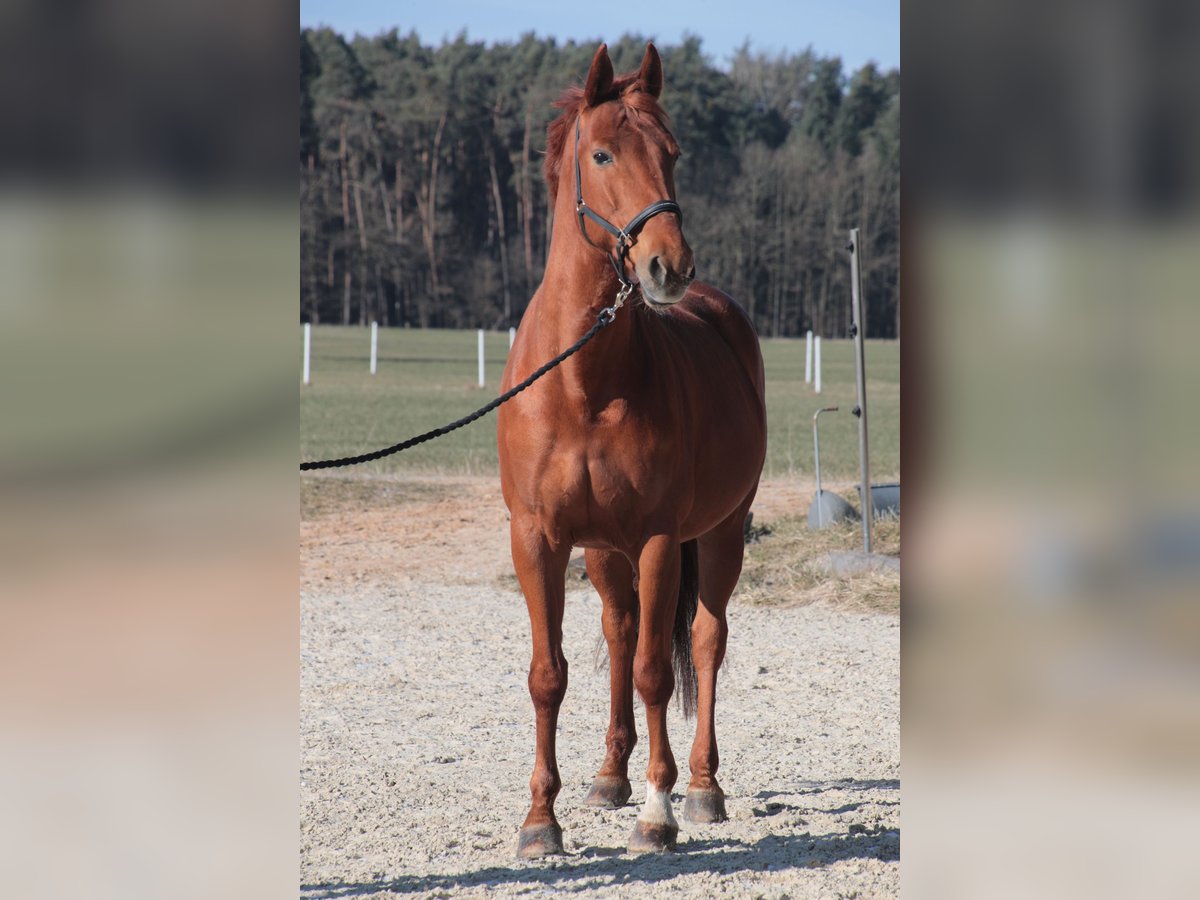 Caballo de deporte alemán Yegua 13 años 168 cm Alazán in Wilhermsdorf