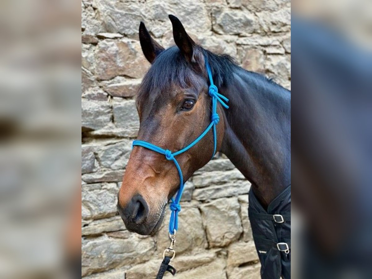 Caballo de deporte alemán Yegua 13 años 168 cm Castaño oscuro in Dortmund