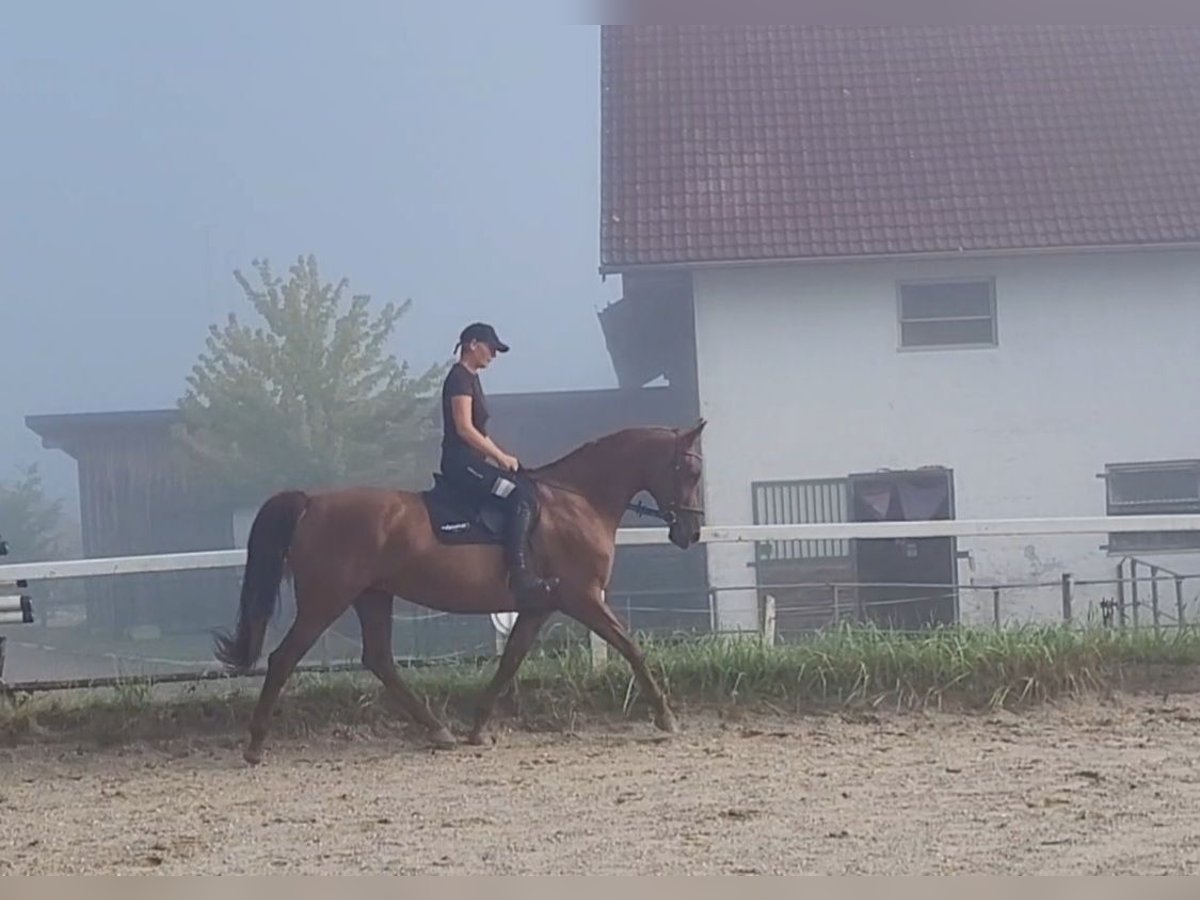 Caballo de deporte alemán Yegua 13 años 170 cm Alazán in Lamprechtshausen