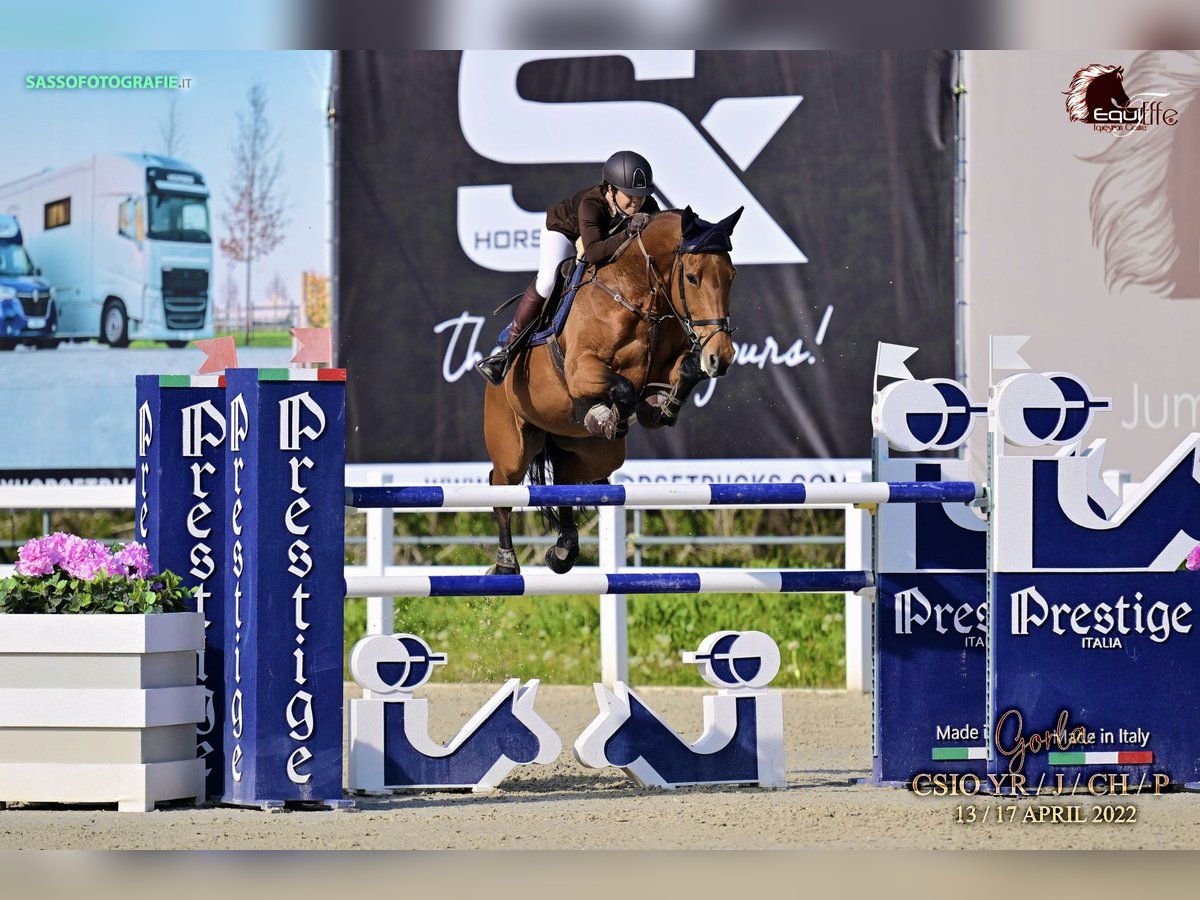 Caballo de deporte alemán Yegua 13 años 172 cm Castaño in Sandhausen
