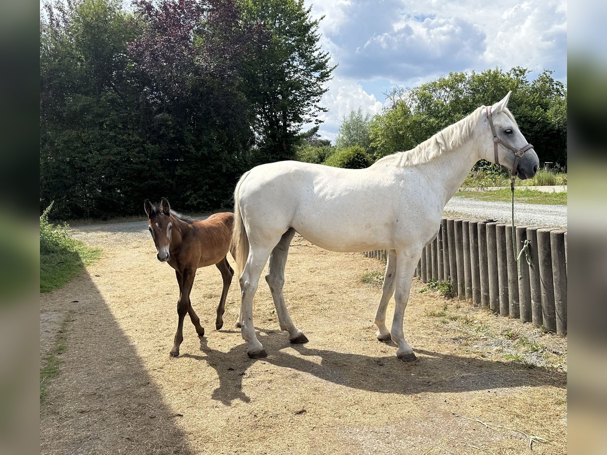 Caballo de deporte alemán Yegua 13 años 174 cm Tordo in Heinersreuth