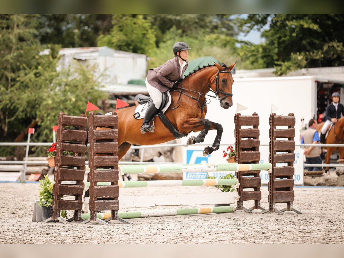 Caballo de deporte alemán Yegua 14 años 165 cm Castaño in Dolle