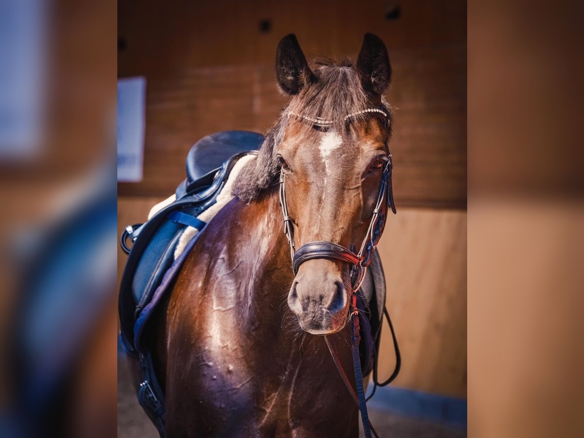 Caballo de deporte alemán Yegua 14 años 168 cm Castaño oscuro in Menden