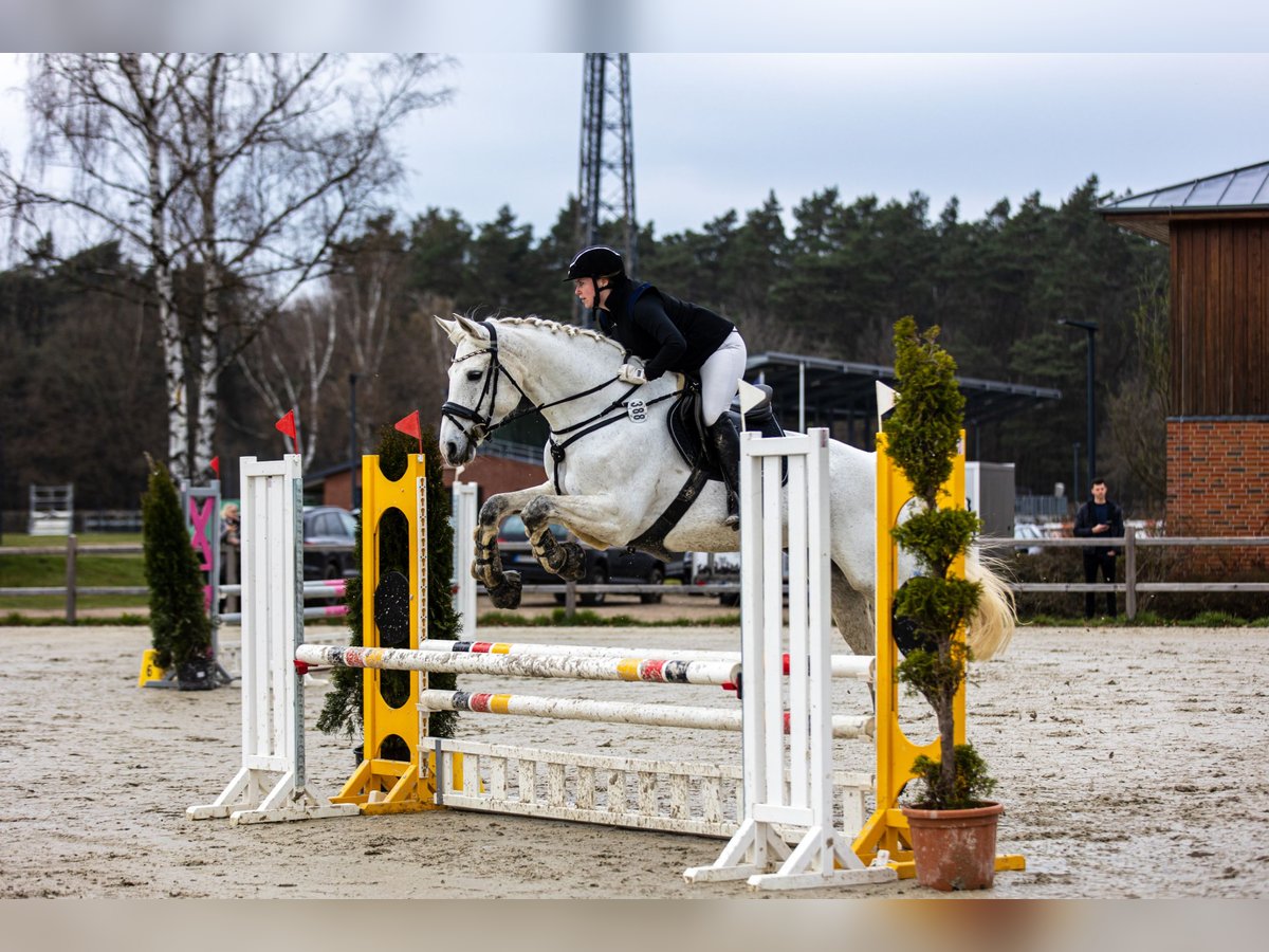 Caballo de deporte alemán Yegua 14 años 172 cm Tordo in Hamburg