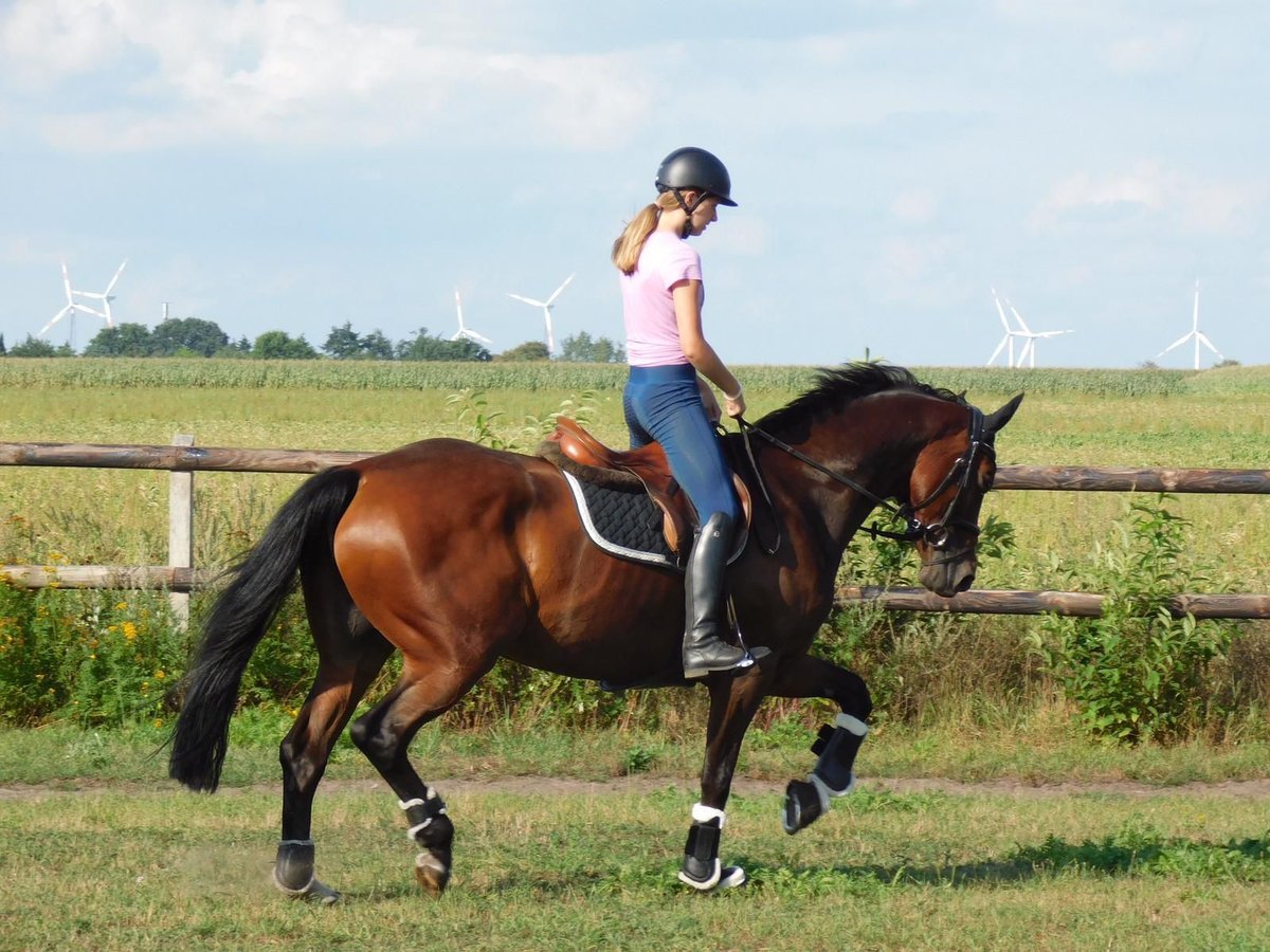 Caballo de deporte alemán Yegua 15 años 168 cm Castaño in Voltlage