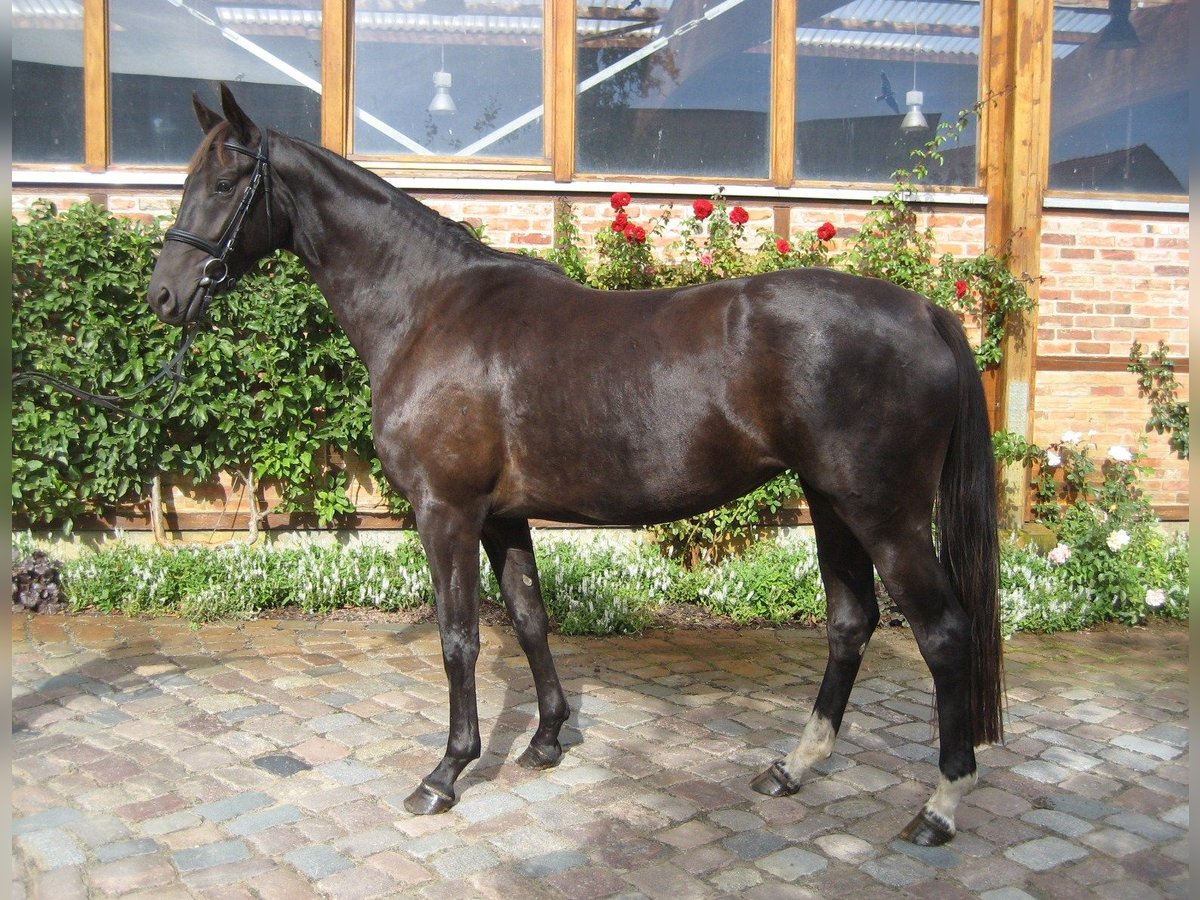 Caballo de deporte alemán Yegua 15 años 170 cm Negro in Zossen