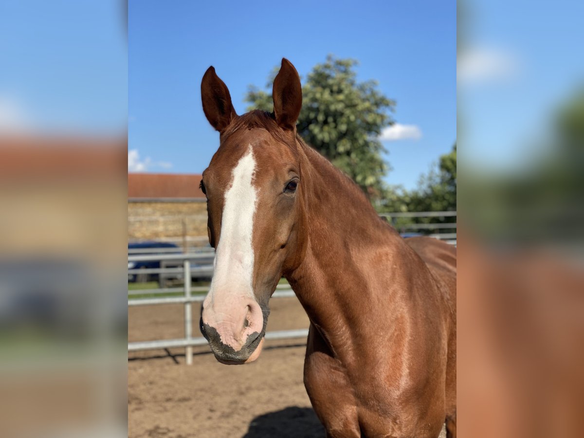 Caballo de deporte alemán Yegua 16 años 167 cm Alazán in Zschortau