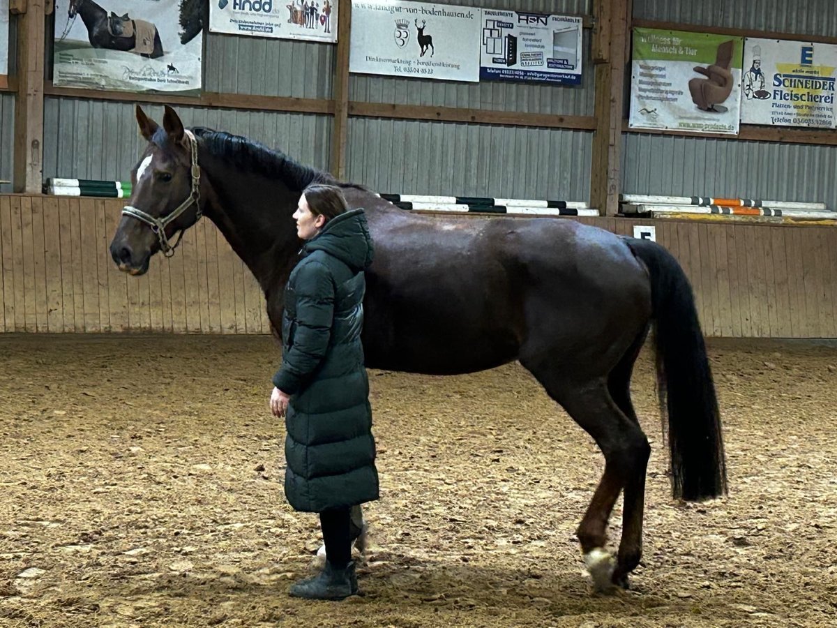 Caballo de deporte alemán Yegua 16 años 167 cm Alazán-tostado in Uder