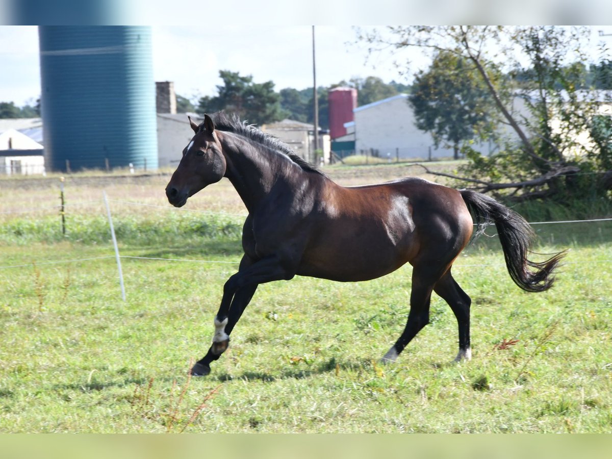 Caballo de deporte alemán Yegua 16 años 168 cm Castaño oscuro in Kakerbeck