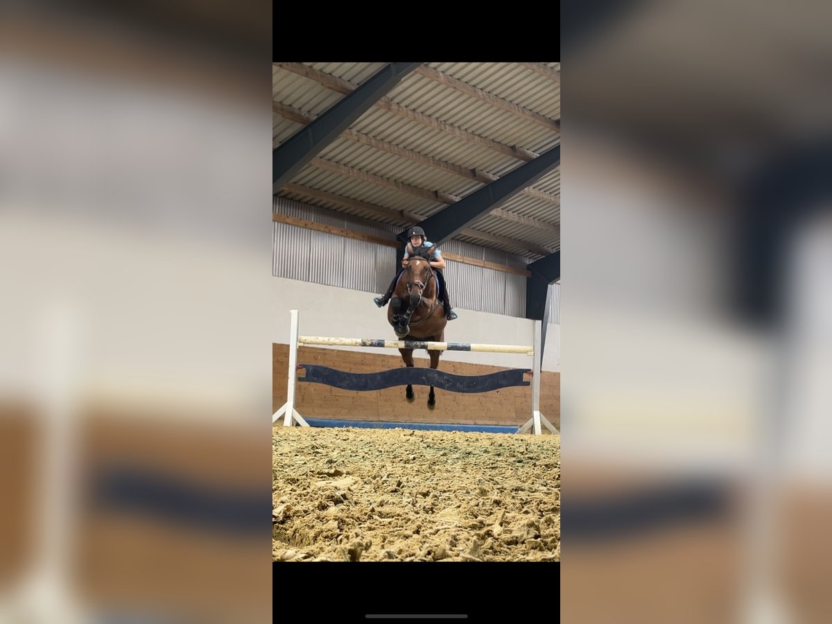Caballo de deporte alemán Yegua 16 años 171 cm Castaño in Dingelstädt