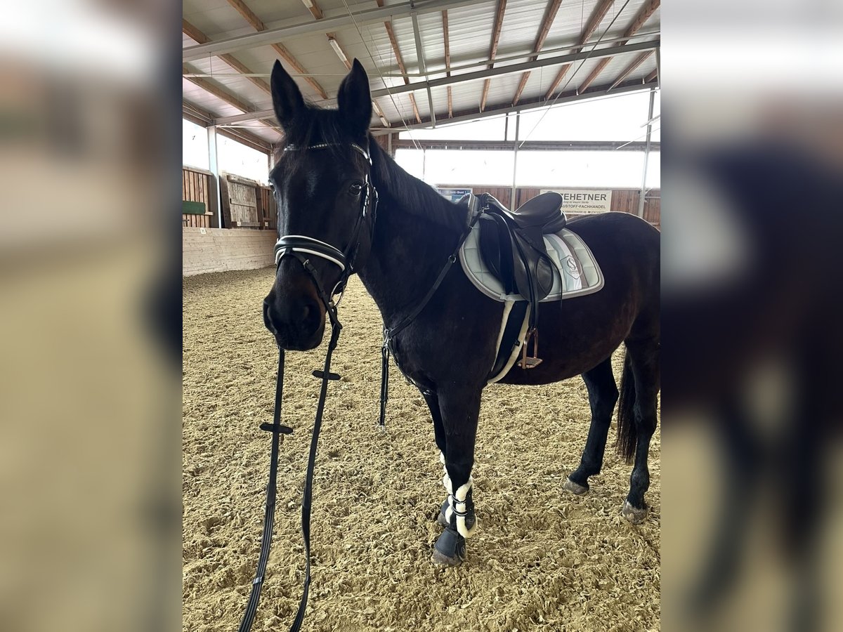 Caballo de deporte alemán Yegua 17 años 164 cm Castaño oscuro in Amstetten