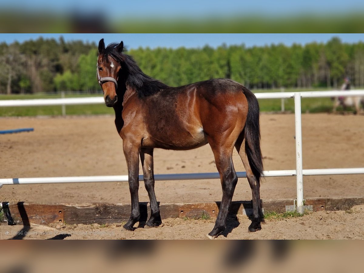 Caballo de deporte alemán Yegua 1 año 162 cm Castaño oscuro in L&#x119;bork